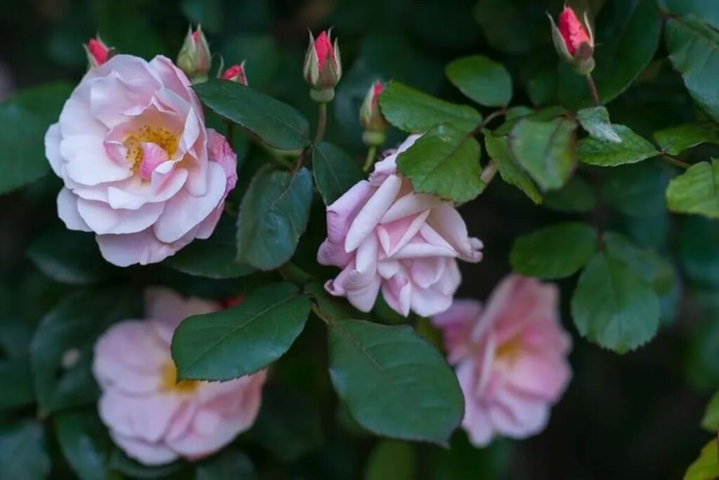 Rose senza spine di san francesco