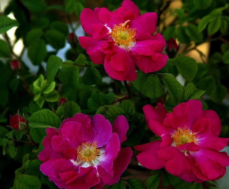 Rosa Canina 