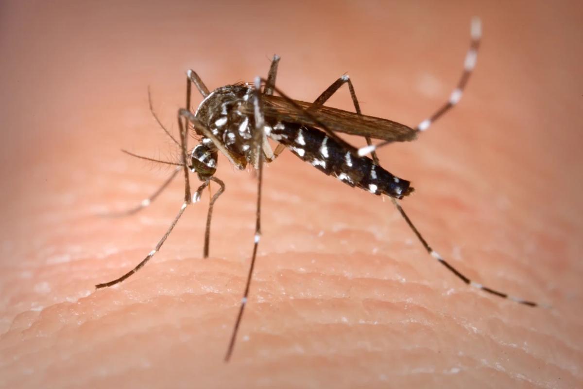 Allerta malaria in Veneto